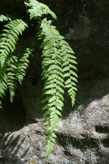 Woodsia caucasica