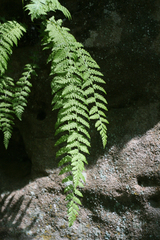 Woodsia caucasica