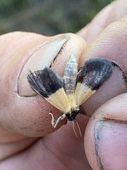 Exyra semicrocea