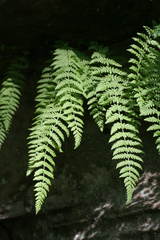 Woodsia caucasica