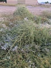 Amaranthus palmeri