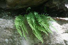 Woodsia caucasica