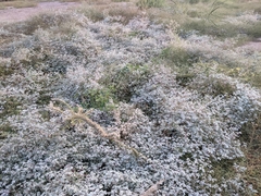 Tidestromia lanuginosa