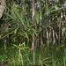 Basselinia gracilis - Photo (c) Pierre-Louis Stenger, μερικά δικαιώματα διατηρούνται (CC BY-NC), uploaded by Pierre-Louis Stenger