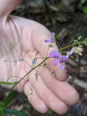 Desmodium