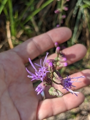 Liatris spicata var. resinosa image
