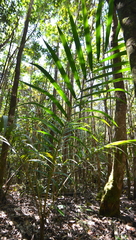 Cyphokentia macrostachya