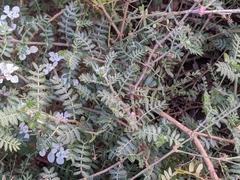 Tribulus terrestris