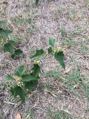 Cocculus carolinus