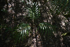 Cyphokentia macrostachya