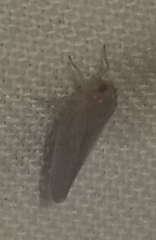 Omolicna