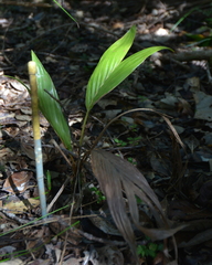 Burretiokentia grandiflora