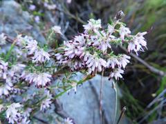 Erica eriocephala