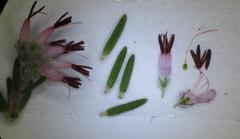 Erica eriocephala