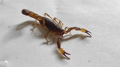 Mesomexovis occidentalis