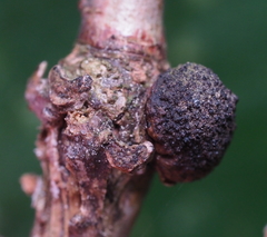 Andricus indistinctus