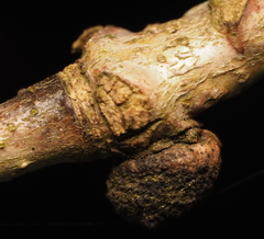 Andricus indistinctus