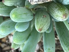 Curio crassulifolius