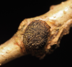 Andricus indistinctus