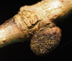 Andricus indistinctus