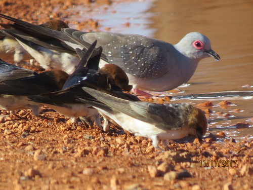 Diamond Dove, photo 10 of 10