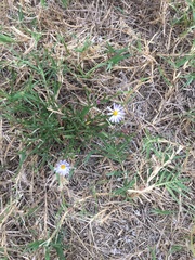 Symphyotrichum divaricatum