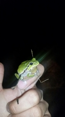 Hyla intermedia perrini