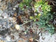 Curio crassulifolius