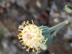 Curio crassulifolius