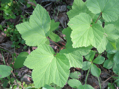 Viburnum edule
