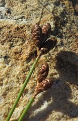 Nevillea obtusissima