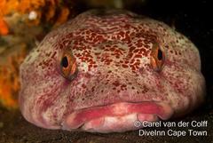 Chorisochismus dentex