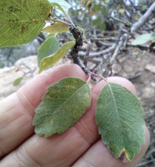 Amelanchier utahensis utahensis
