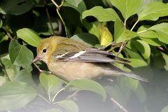 Setophaga castanea