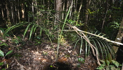 Clinosperma bracteale