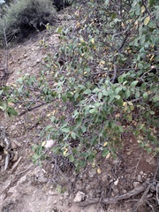 Amelanchier utahensis utahensis
