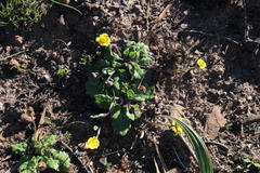 Othonna heterophylla