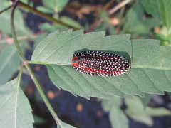 Cerace xanthocosma