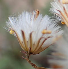 Senecio crassiusculus