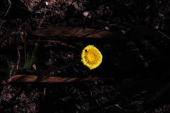 Othonna heterophylla