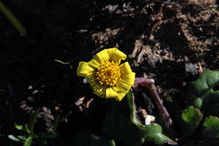 Othonna heterophylla