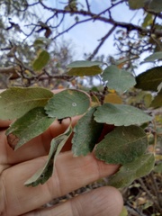 Amelanchier utahensis utahensis