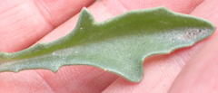 Senecio crassiusculus