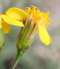 Senecio crassiusculus