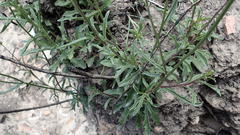 Senecio crassiusculus