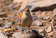 Ochetorhynchus ruficaudus