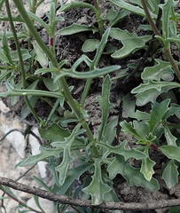 Senecio crassiusculus