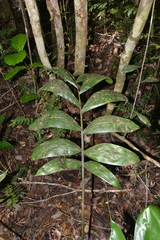 Chambeyronia macrocarpa