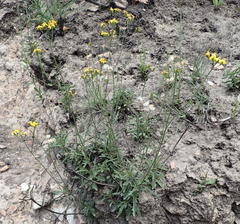 Senecio crassiusculus