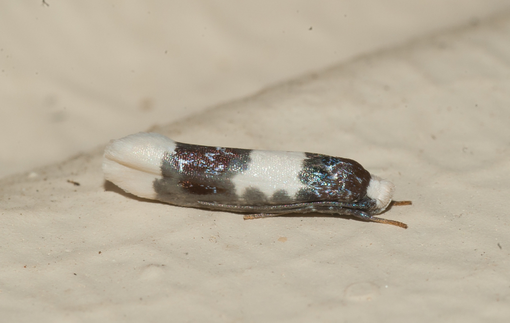 Ethmia termenalbata